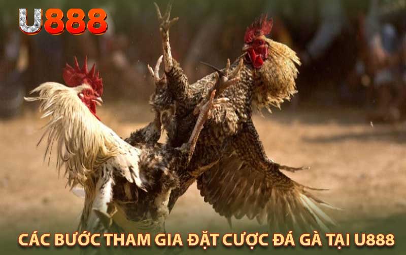 Các Bước Tham Gia Đặt Cược Đá Gà Tại U888