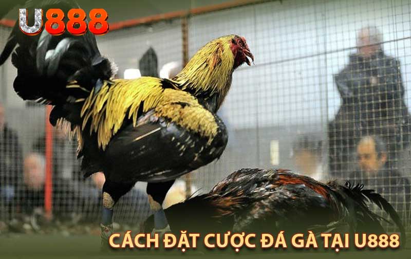 Cách Đặt Cược Đá Gà Tại U888