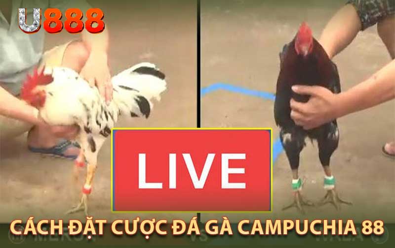 Cách Đặt Cược Đá Gà Campuchia 88